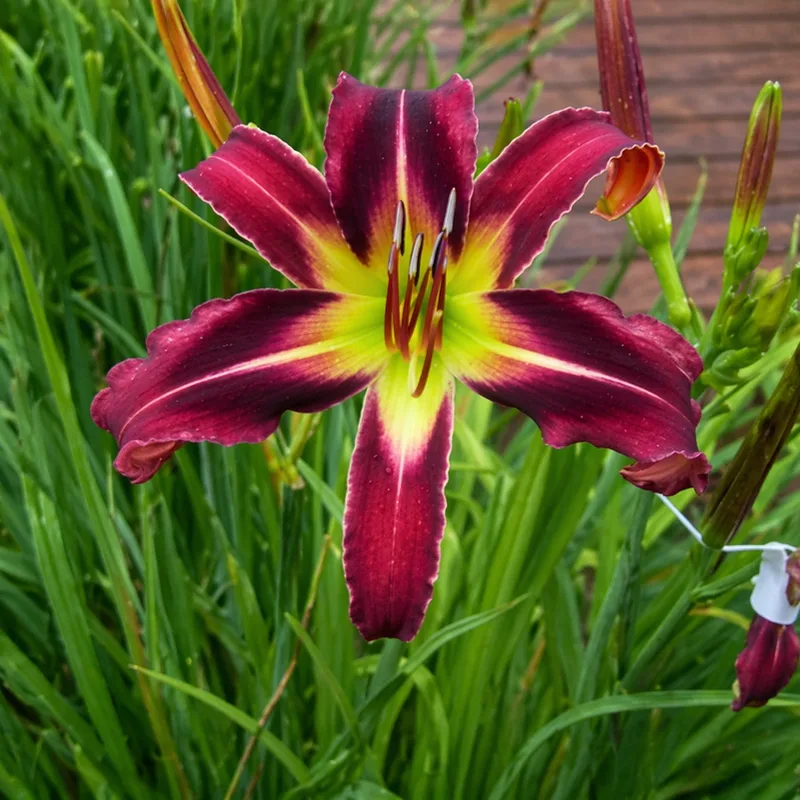 Eggplant Electricity daylily bloom