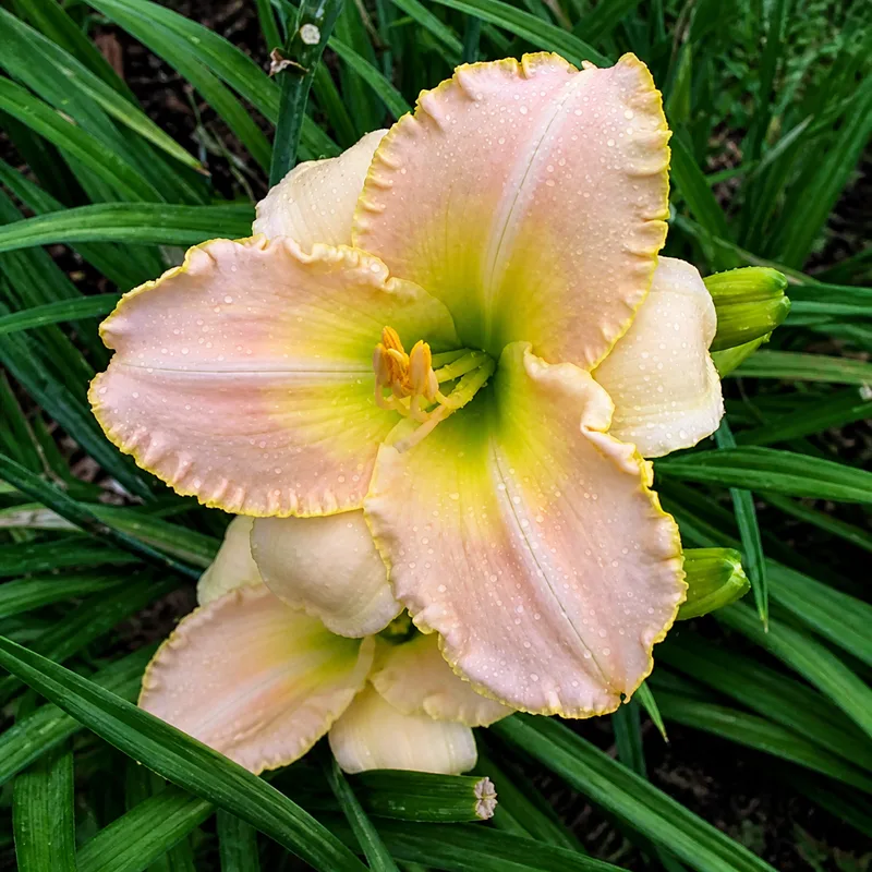 Lingering Splendor