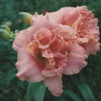 Maho Mite AHS image