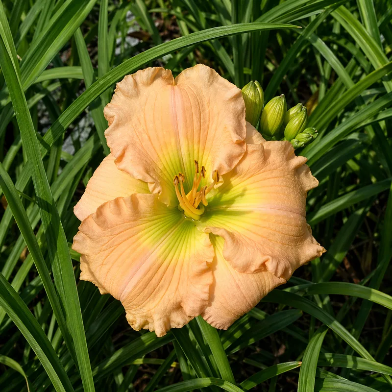 Mountain Almond daylily bloom