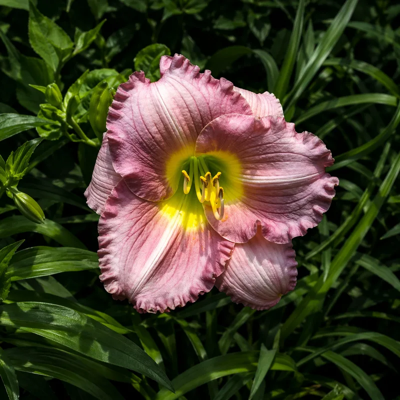 Pastures of Pleasure AHS image