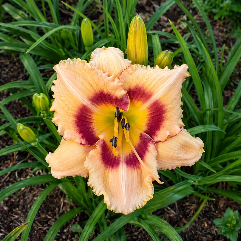 Peach Treat AHS image