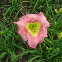Pearlfisher Pink AHS image