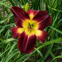 Persian Ruby AHS image