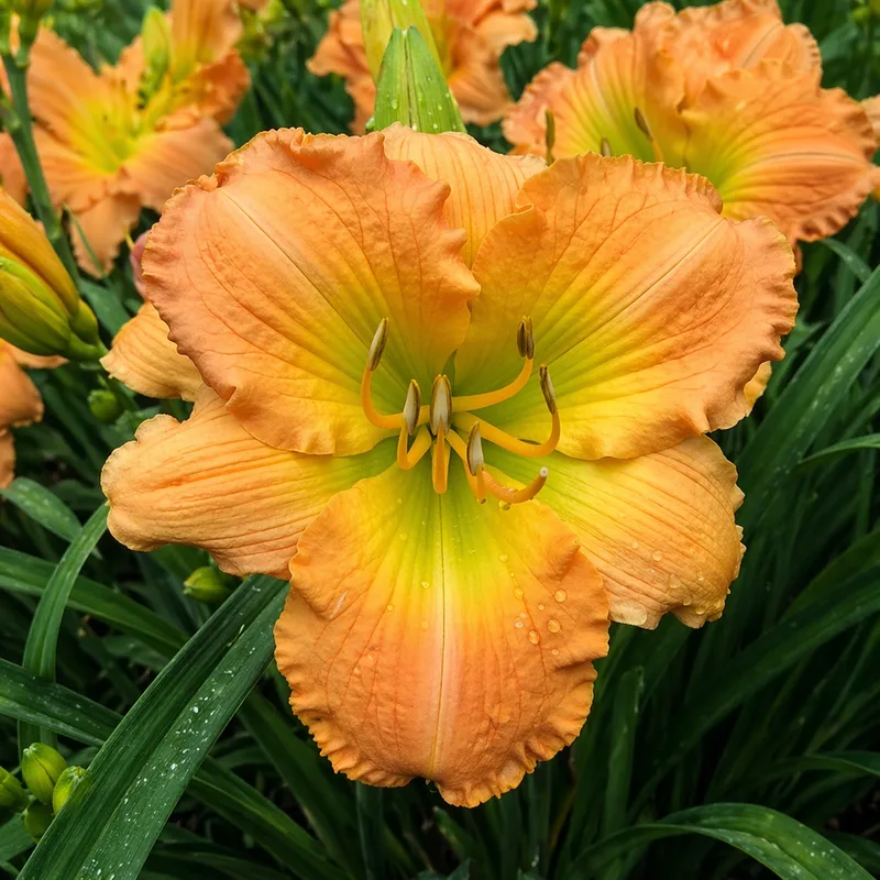 Persimmon Punch AHS image