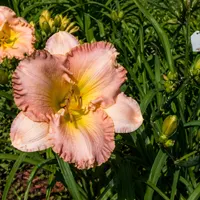 Pink Ambrosia AHS image