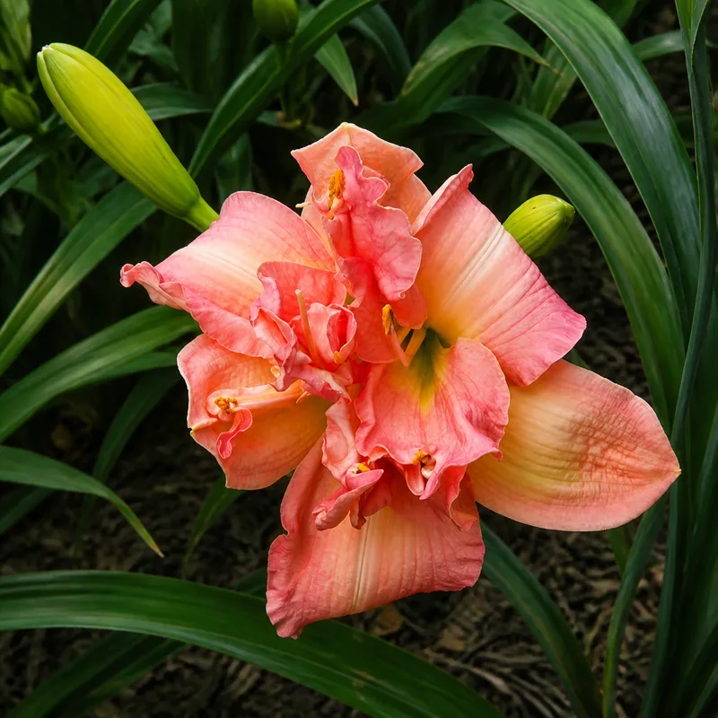 Pink Duet