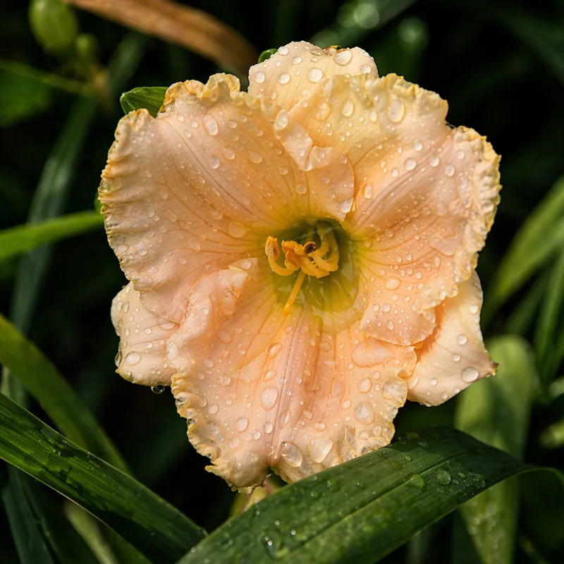 Pink Ice Ballet daylily bloom
