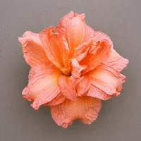 Pink Suede Hues AHS image