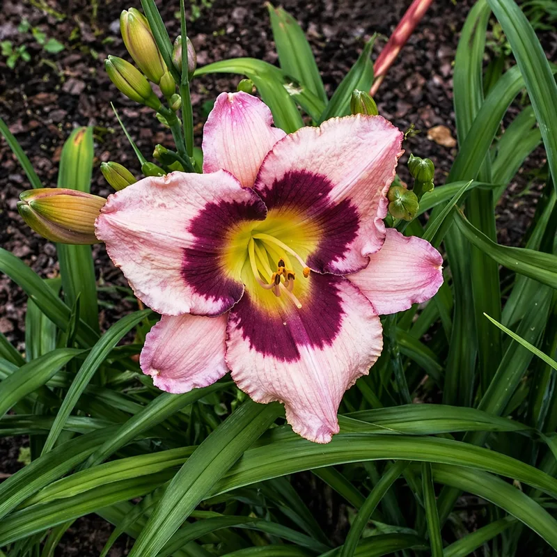 Pirate's Promise daylily bloom