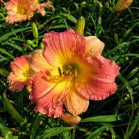 Prairie Blossoms AHS image