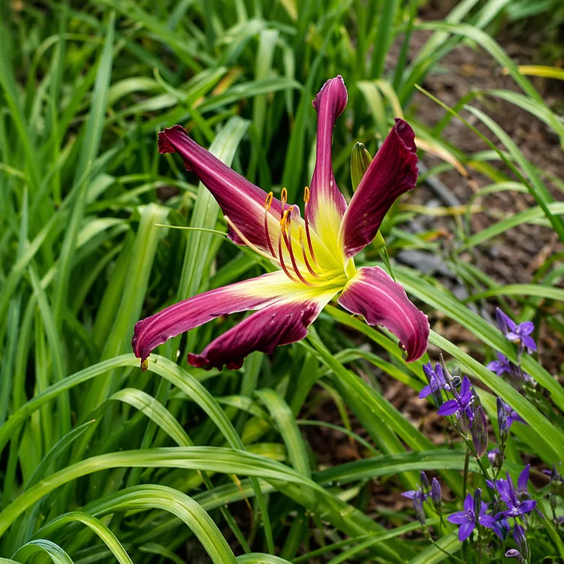 Purple Many Faces daylily bloom