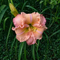 All Rolling Oaks Daylilies catalog image