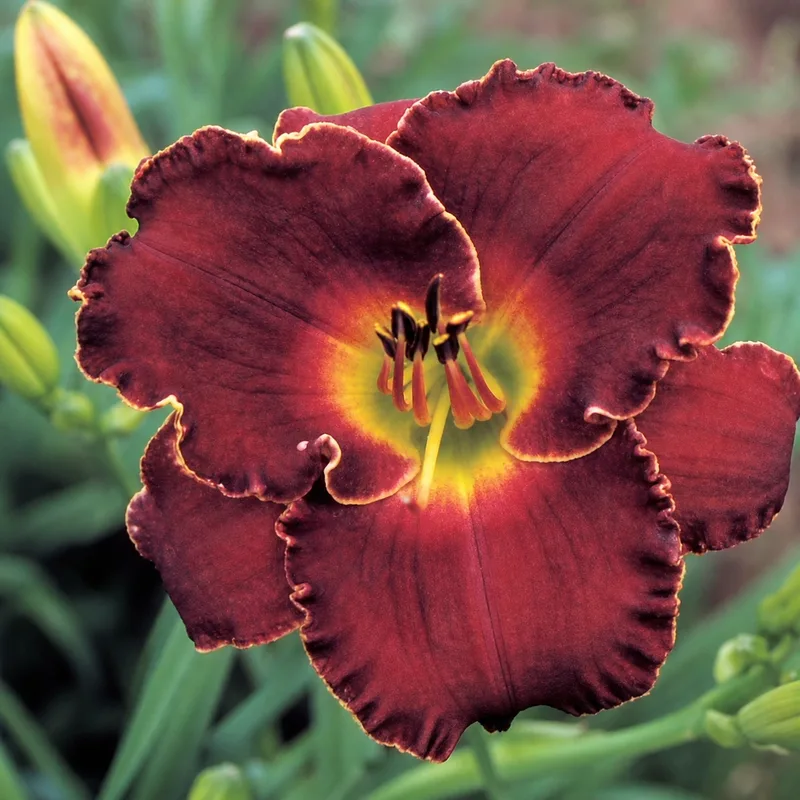 Red Peacemaker daylily bloom