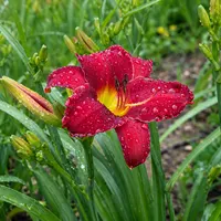 Red Razzmatazz AHS image