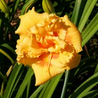 Rockydell's Wendi Cherie AHS image