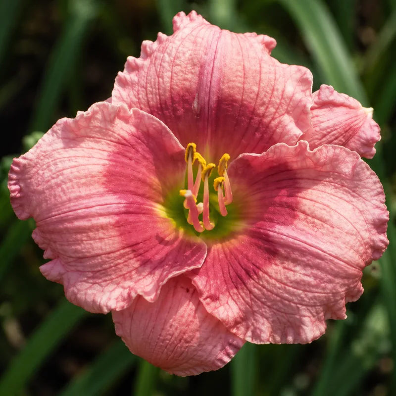 Rose Katherine AHS image