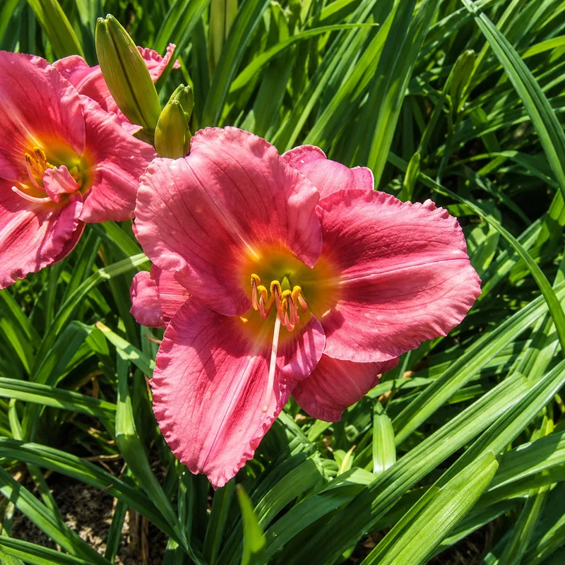 Rosy Returns daylily bloom