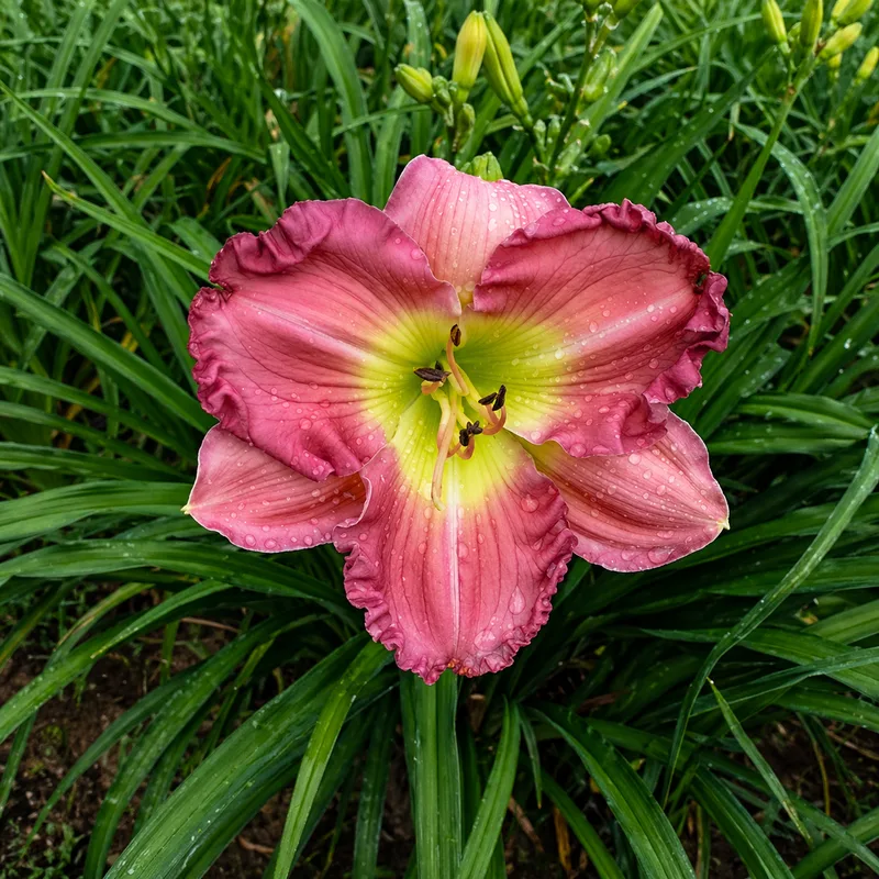 Royal Pink Twist AHS image