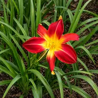 Ruby Spider AHS image