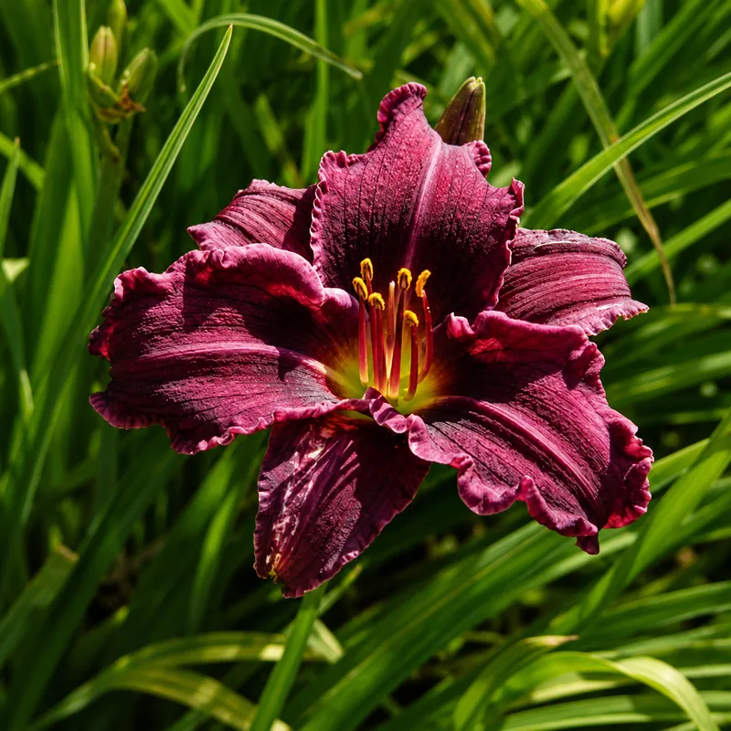 Ruffled Vintage Burgundy