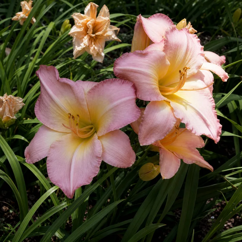 Bird Bath Pink