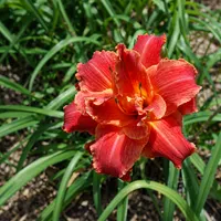 Scarlet Marie AHS image