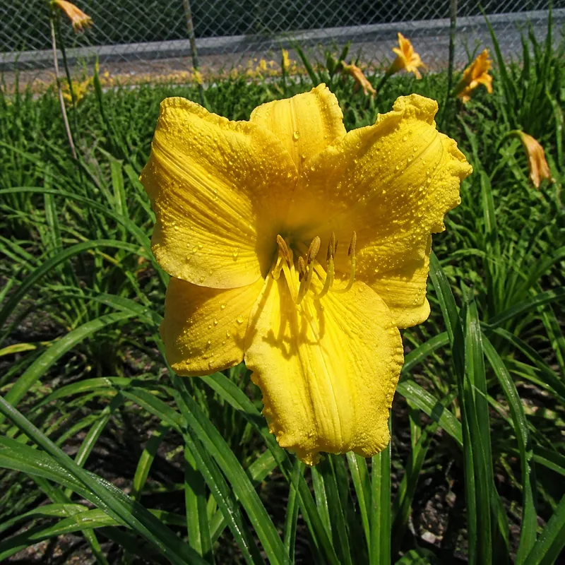 Scentual Sundance