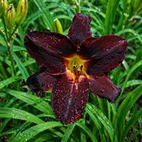 Black Plains AHS image