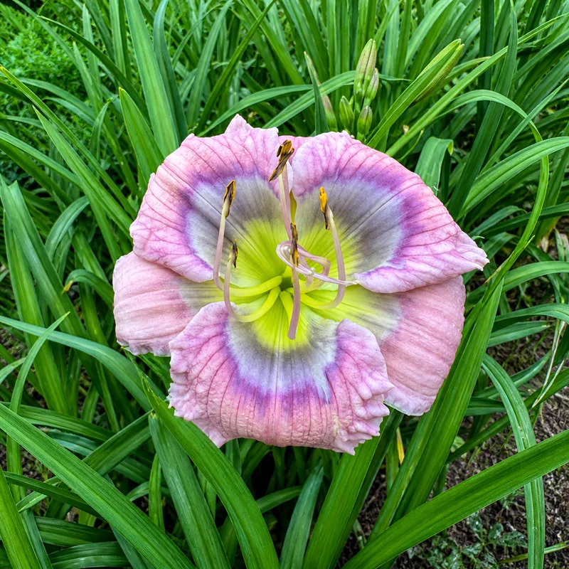 Pacific Beauty AHS image