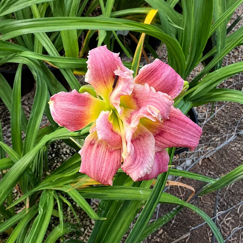 Pixie Delight AHS image
