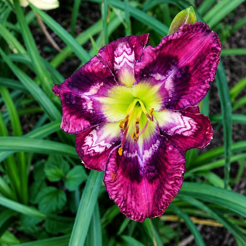 Laurelwood's Plum Thunder AHS image
