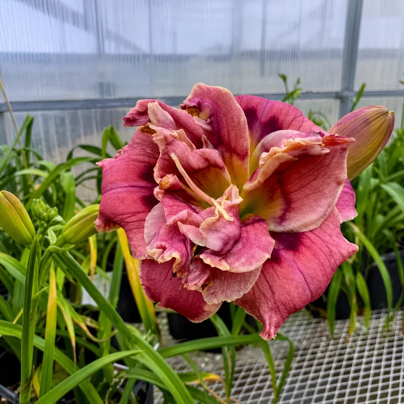Little Flower Show