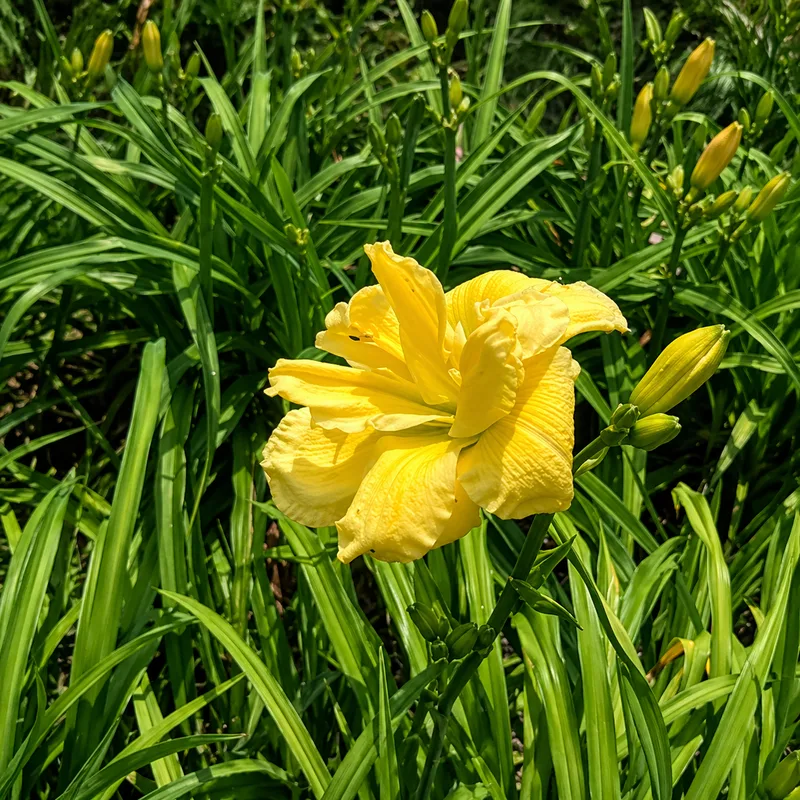 Mary Ann's Sunshine AHS image