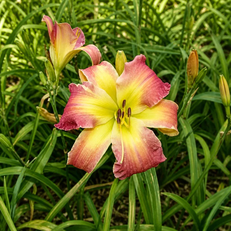 Flower Mafia AHS image