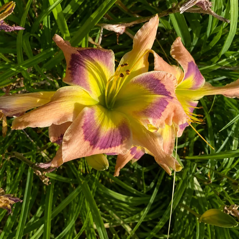 Robert's Dragon AHS image