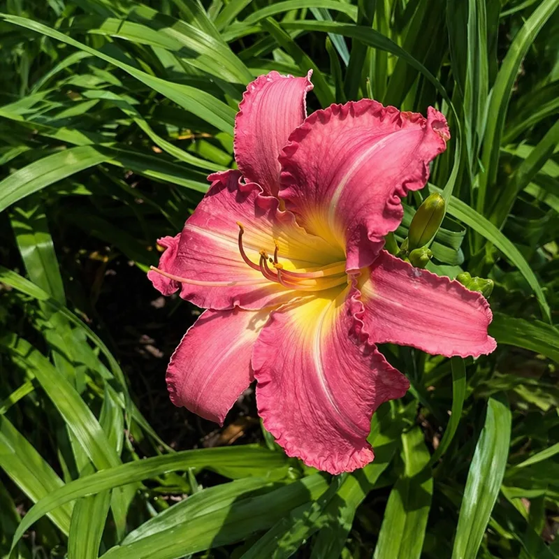 Big Ass Pink