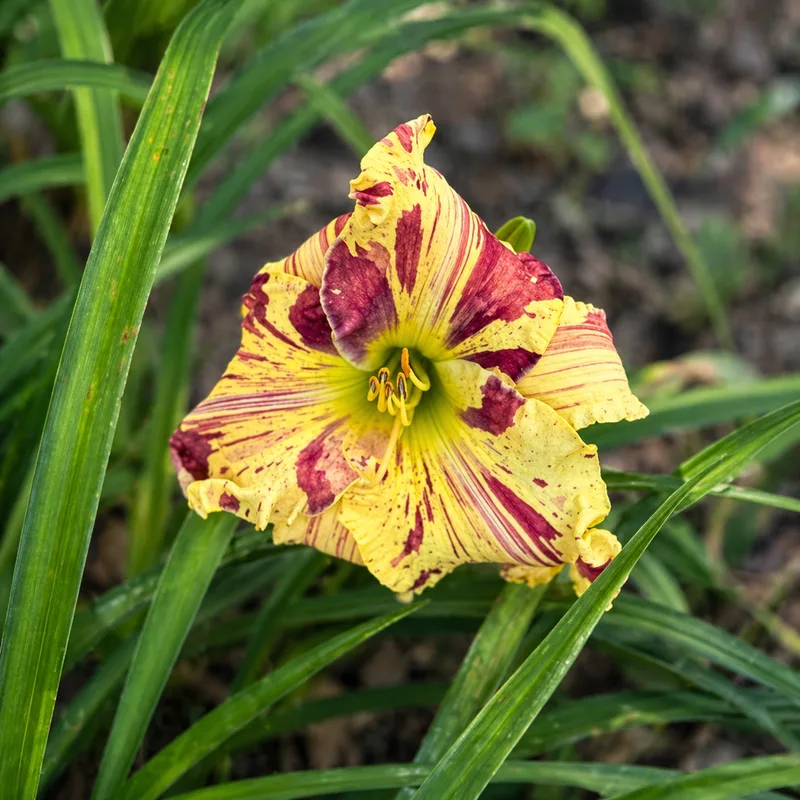 Magnum Bloomus AHS image