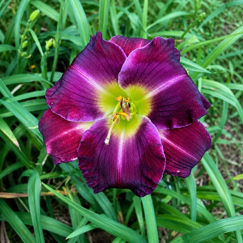 Purple Symmetry AHS image