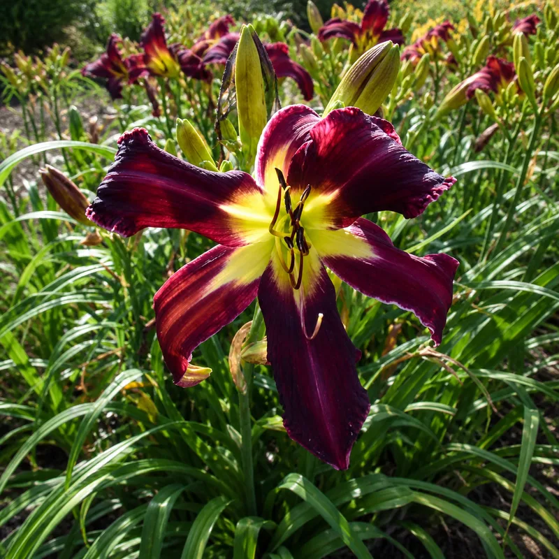 Windyhill's Dark Shadows AHS image