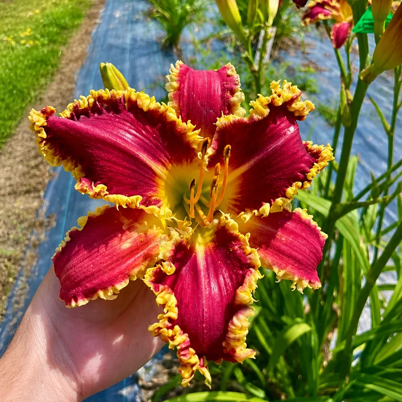 Lily Springs Redrageous