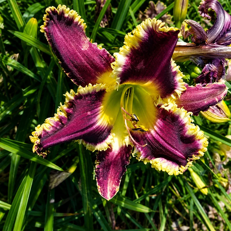 Lily Springs Velvet Dragon AHS image