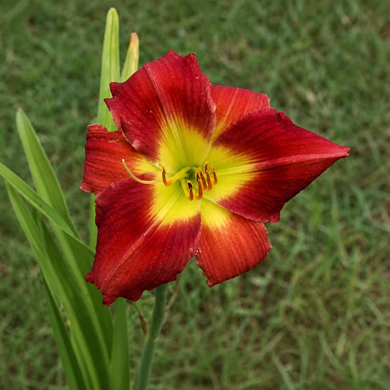 Blood Red Dragon
