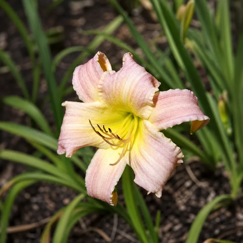 Linda's Pink Stripes AHS image