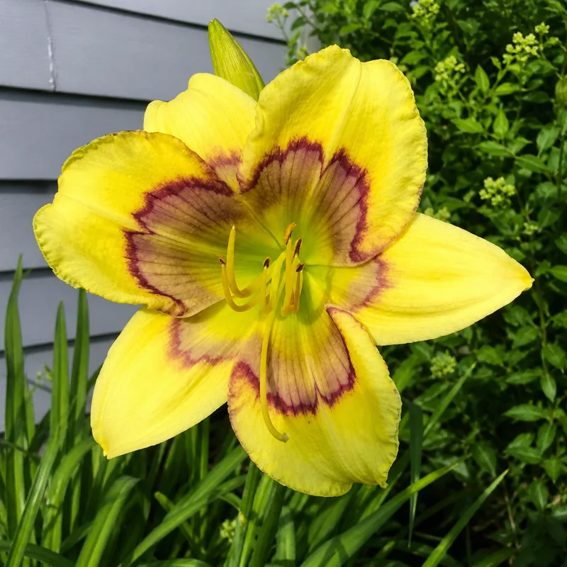 Flutter Butter AHS image