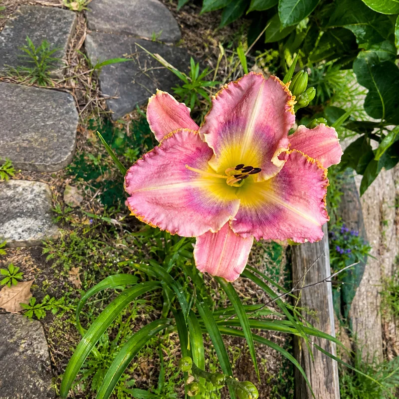 S S Phyllis