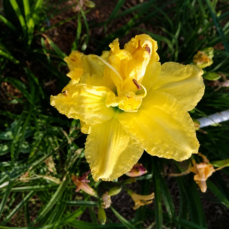 Lemon Lust AHS image