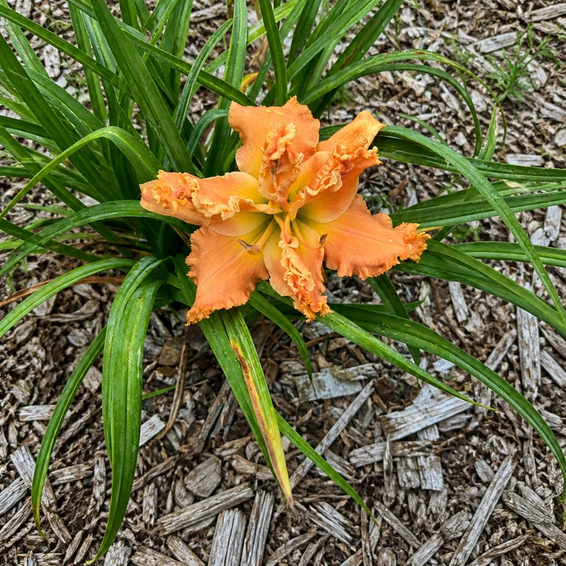 Golden Paintbrush AHS image
