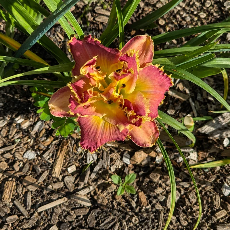Prickly Prize AHS image