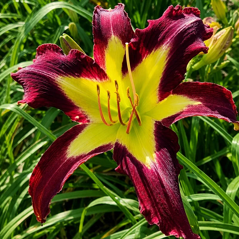 Midnight Super Star AHS image
